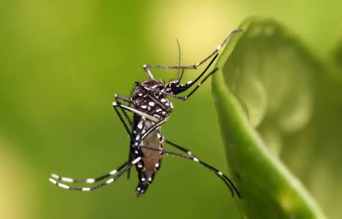 Google proposes releasing millions of mosquitoes in California to help reduce the spread of deadly diseases.
