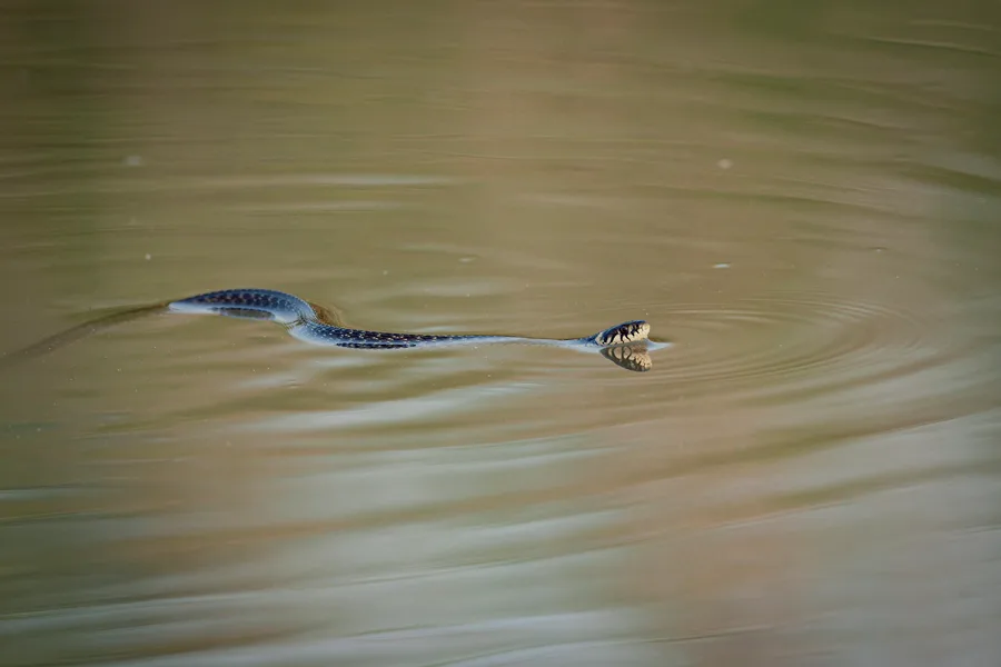 Hundreds of cobras escape into communities as floods ravage Southern China